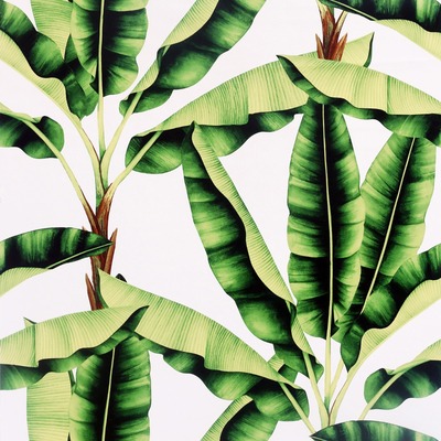 Musa Palm Leaves Wallpaper Green Arthouse 909604