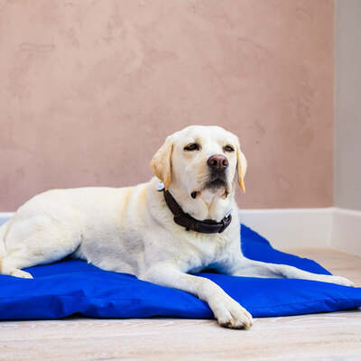 Dog Bed Duvet & Dog Bed Duvet Cover Med-Lge Polycotton Blue - Medium to Large – The Big Little Duvet Co.