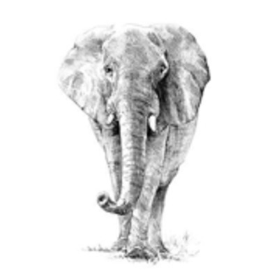 Animal Sketching Made Easy Drawing Kit - Elephant Skbn16