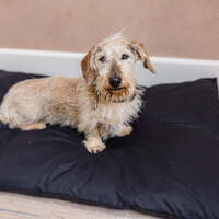 Dog Bed Duvet & Dog Bed Duvet Cover Sml-Med Polycotton Black – Small to medium