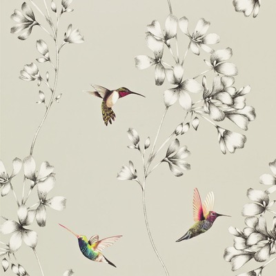 Harlequin Amazilia Hummingbird Wallpaper Silver / White HAMA111062