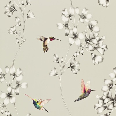 Harlequin Amazilia Hummingbird Wallpaper Silver / White HAMA111062
