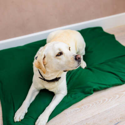 Dog Bed Duvet & Dog Bed Duvet Cover Med - Lge Polycotton Green - Medium to Large – The Big Little Duvet Co.