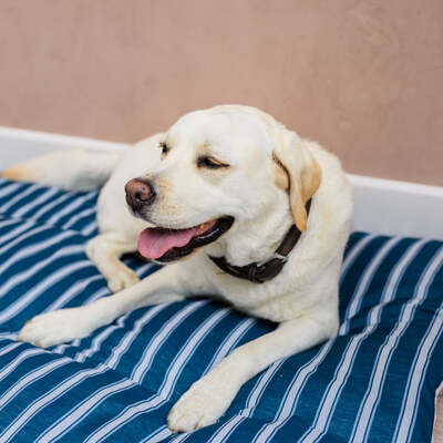 Dog Bed Duvet & Dog Bed Duvet Cover Med-Lge Blue & White Stripe - Medium to Large – The Big Little Duvet Co.