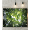 Sunlight Through The Trees Picture Canvas