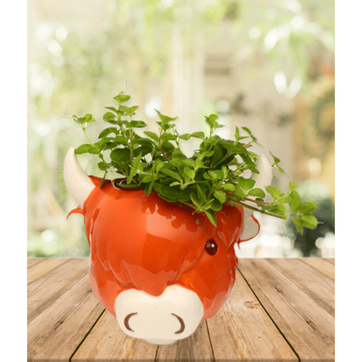 Highland Cow Indoor Planter - Wall Plant Pot - Highland Coo