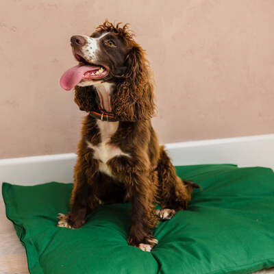 Dog Bed Duvet & Dog Bed Duvet Cover Sml/Med Polycotton Green - Small to medium – The Big Little Duvet Co.