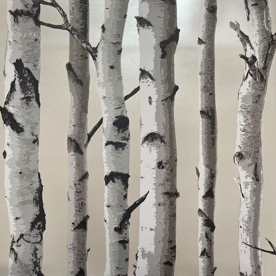 Birch Trees Wallpaper Cream and Silver Fine Decor FD31051