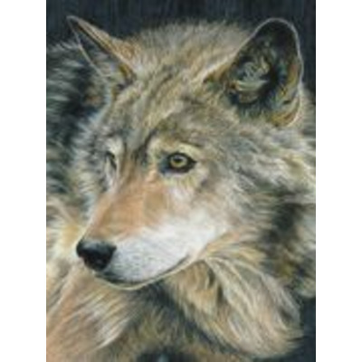 Curious Wolf Pencil By Numbers Art Kit A4