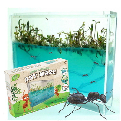 Grow/Make/Build Your Own Ant Farm Maze Formicarium