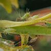 Aphid Predator Attractant Beneficial Insect Attractant from Gardening Naturally
