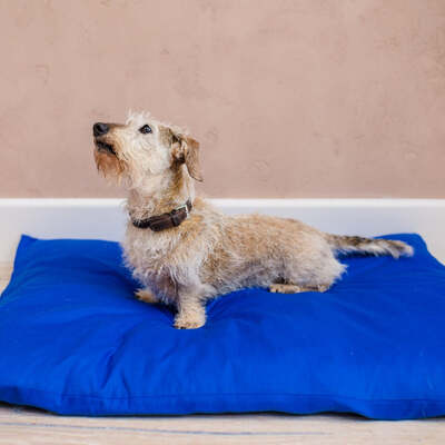 Dog Bed Duvet & Dog Bed Duvet Cover Sml-Med Polycotton Blue - Small to medium – The Big Little Duvet Co.