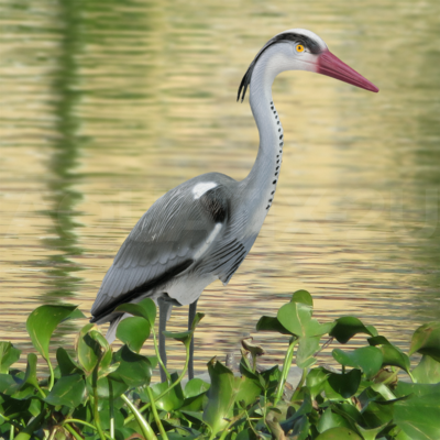 Plastic Resin 70cm Heron Bird Deterrent Pond Scarer Ornament