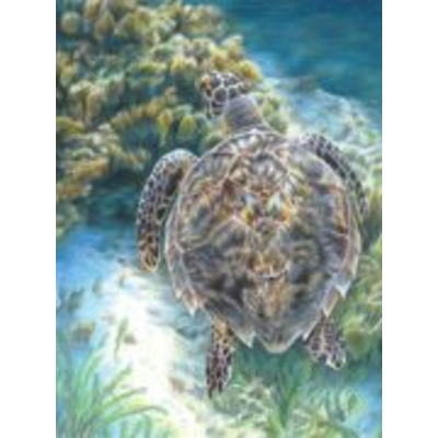 Sea Turtle Pencil By Numbers Art Kit A4