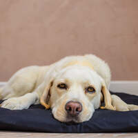 Dog Bed Duvet & Dog Bed Duvet Cover Med-Lge Polycotton Black – Medium to Large