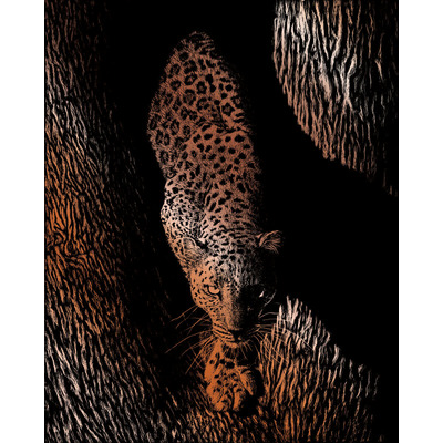 Leopard Ferocity Scraper Foil Engraving Art Kit & Tool