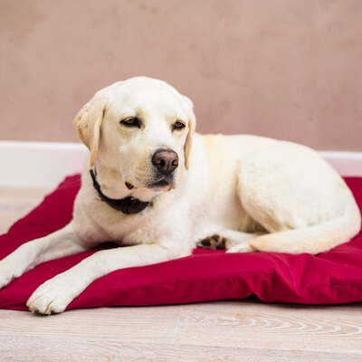 Dog Bed Duvet & Dog Bed Duvet Cover Med/Lge Polycotton Mulberry - Medium to Large – The Big Little Duvet Co.
