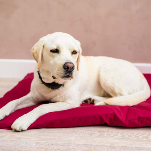 Dog Bed Duvet & Dog Bed Duvet Cover Med/Lge Polycotton Mulberry - Medium to Large