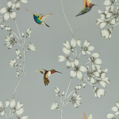 Harlequin Amazilia Hummingbird Wallpaper French Grey and Stone HTEW112605
