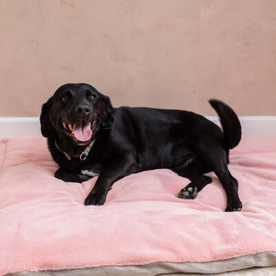 Dog Bed Duvet & Dog Bed Duvet Cover Med-Lge Faux Fur Suede Pink - Medium to Large – The Big Little Duvet Co.