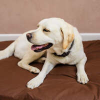 Dog Bed Duvet & Dog Bed Duvet Cover Med-Lge Chocolate - Medium - Large