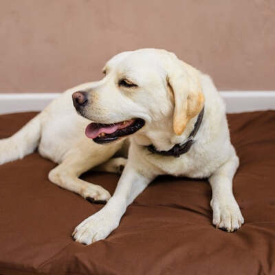 Dog Bed Duvet & Dog Bed Duvet Cover Med-Lge Chocolate - Medium - Large – The Big Little Duvet Co.