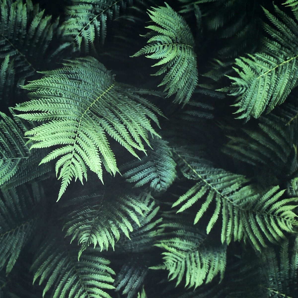 Arthouse Fern Wall Green Wallpaper - 10.05m x 53cm