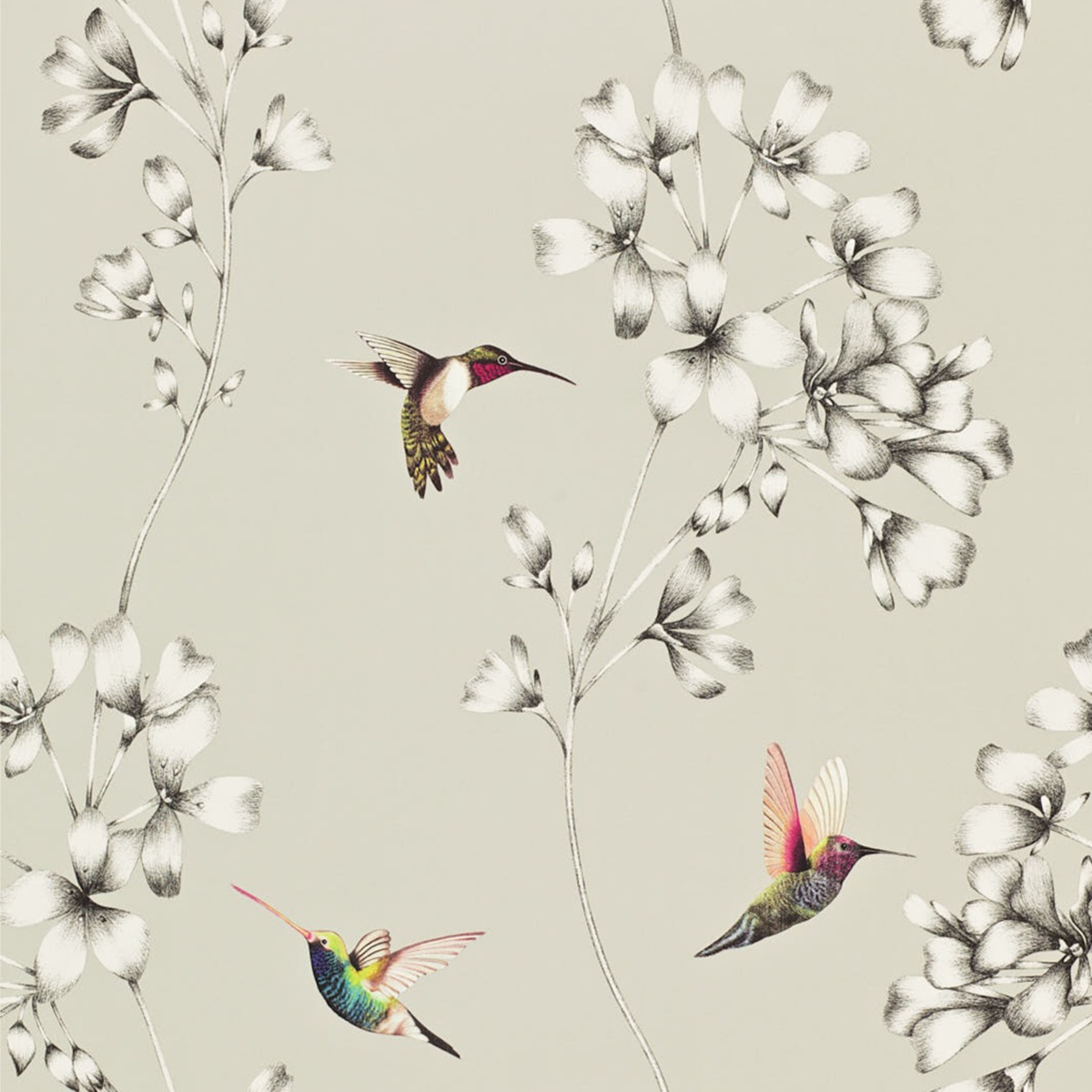 Harlequin Amazilia Hummingbird Wallpaper Silver / White HAMA111062